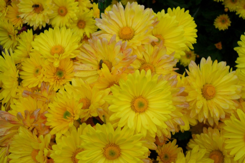 Светлана Карпенко | Евпатория