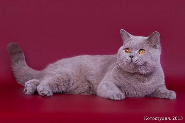 Алёна Гурова | Тольятти