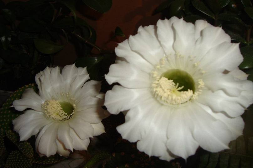 Галина Никифорова | Чурачики