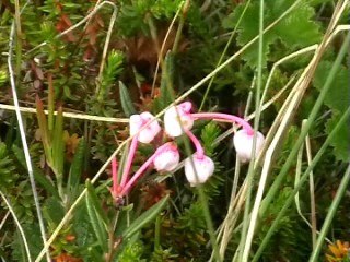 Виктор Петряков Борисович | Михайловка