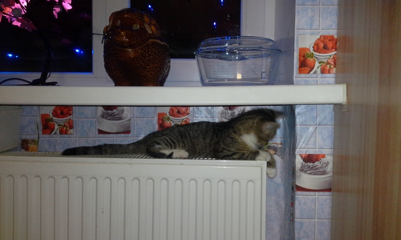 Галина Козлова | Йошкар-Ола