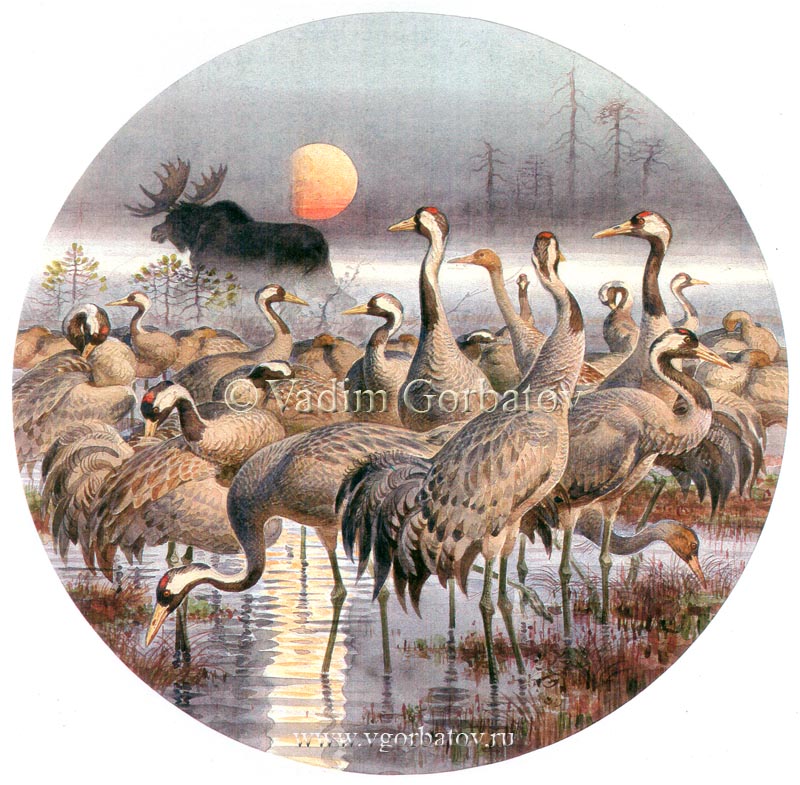 Светлана Вылегжанина | Киров