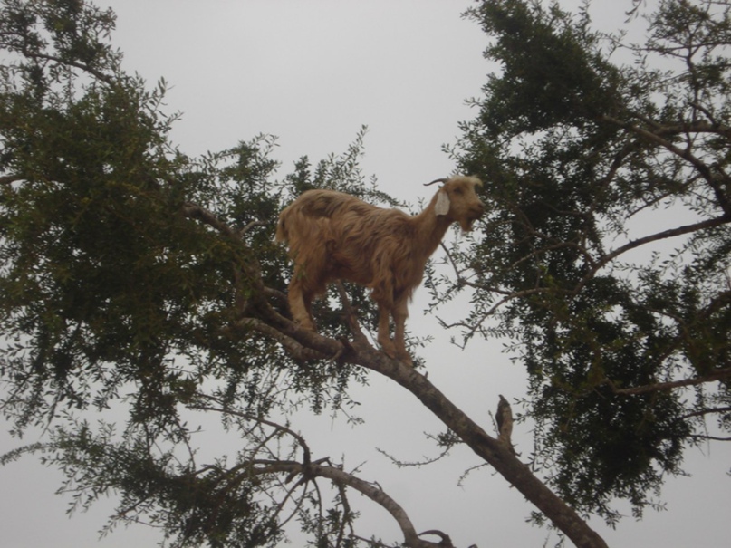 Николай Мешков | Москва