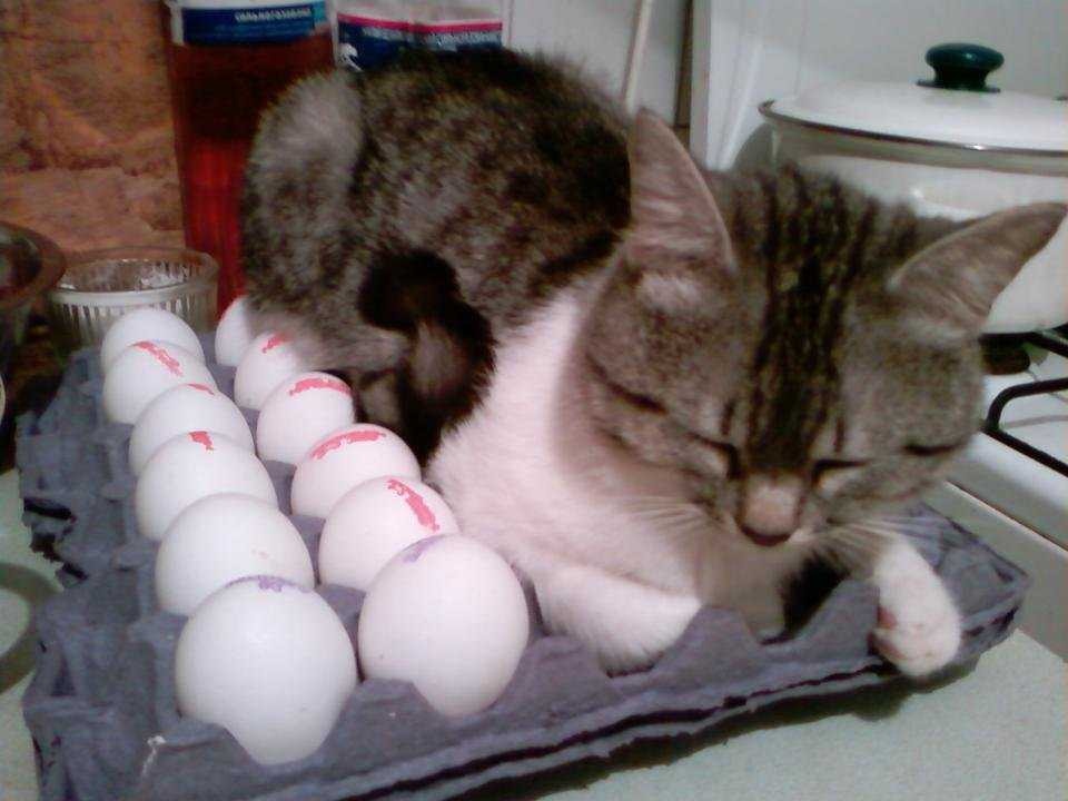 Коте яичко (90 фото)