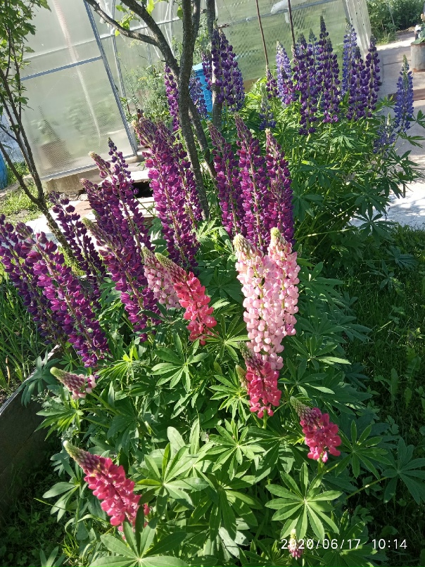 Александр Пахомов | Санкт-Петербург