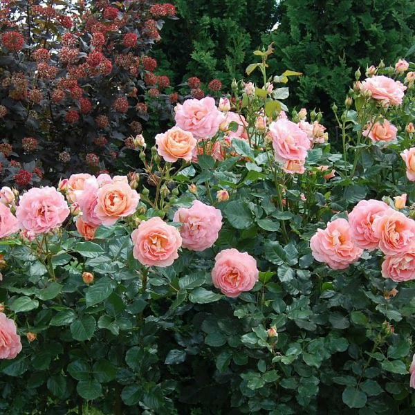 Роза амелия ренессанс фото и описание отзывы Роза амелия ренессанс фото и описание отзывы