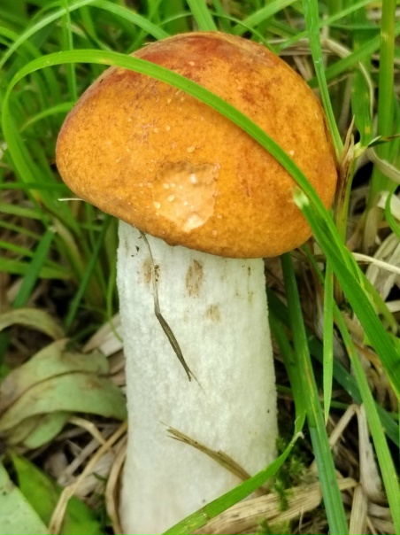 20.08.2023г.г. РыбинскКрасота крупным планом.