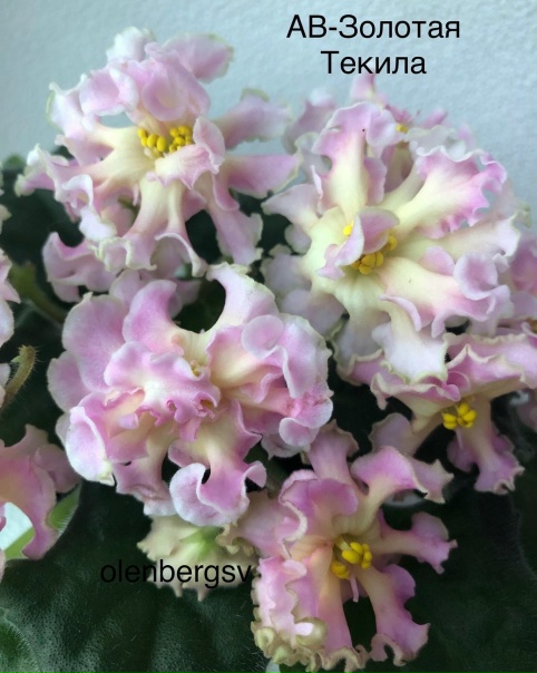 АВ-Золотая Текила! Очень хотела этот сорт, мои ожидания оправдались! Слов нет, к