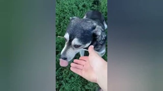 Я буду рада любой помощи для моих подобранных с улиц и нашедших свой кров