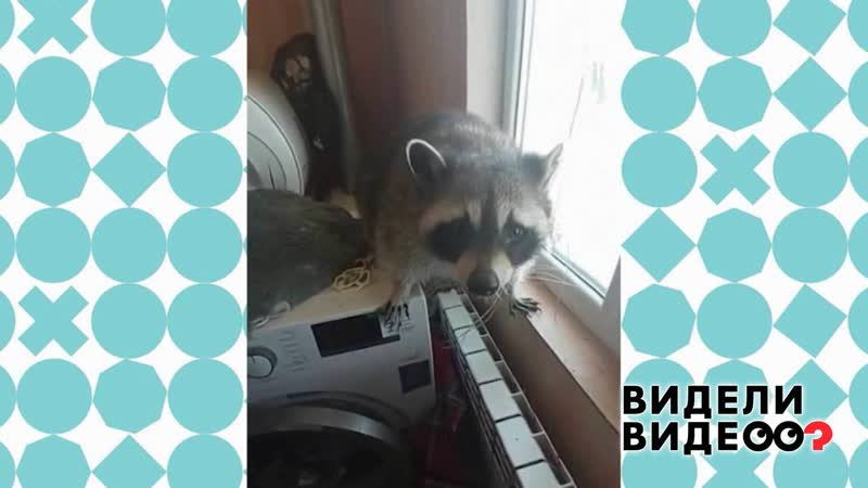 Енот в доме. Видели видео Фрагмент выпуска