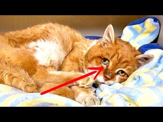 Кот шёл к хозяину 8 лет, не зная что его уже нет в живых