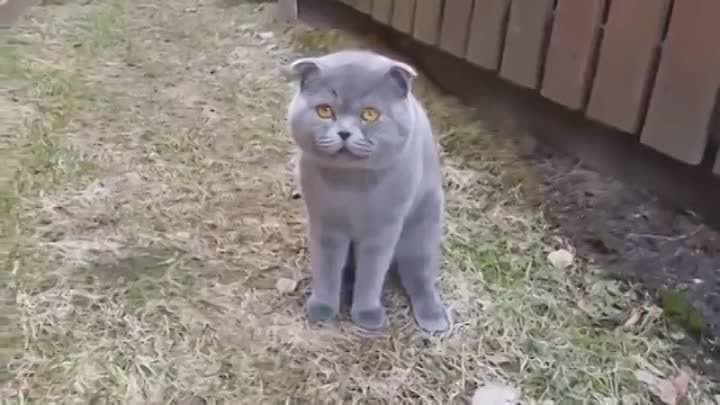 Кот ругается с