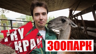 TRY КРАЙ. Как сделать из скучной поездки в зоопарк увлекательное занятие!: завтрак с гуанакой, строптивый верблюд-блондин, как спасают снежных барсов