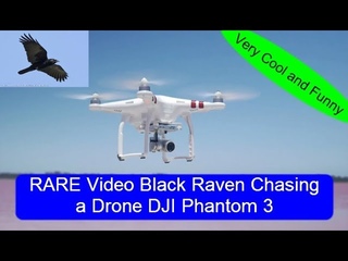 RARE Video Black Raven chasing Drone DJI Phantom 3 Very Cool and Funny