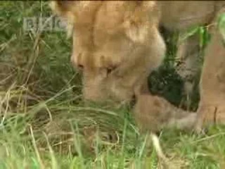 Lions vs buffalo  - BBC wildlife
