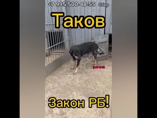 Их ждёт УКОЛ и ТОПКА если не успеть спасти.. !5 собак в усыпалке!!!! Мама с сыном, 2 молоденьких д
